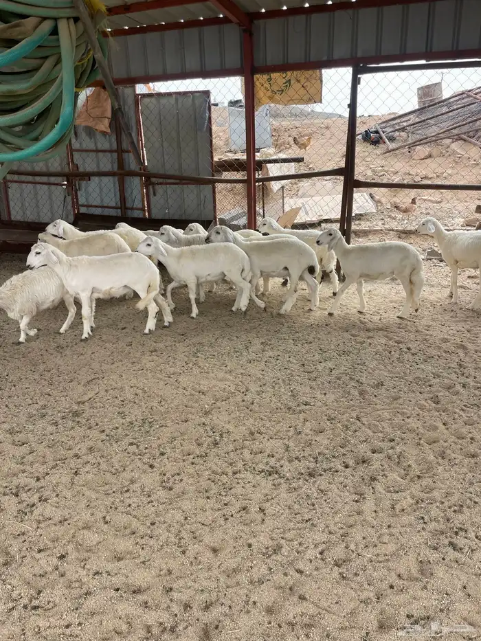 بهم 4