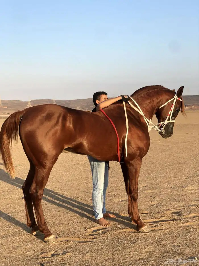 حصان شعبي 2