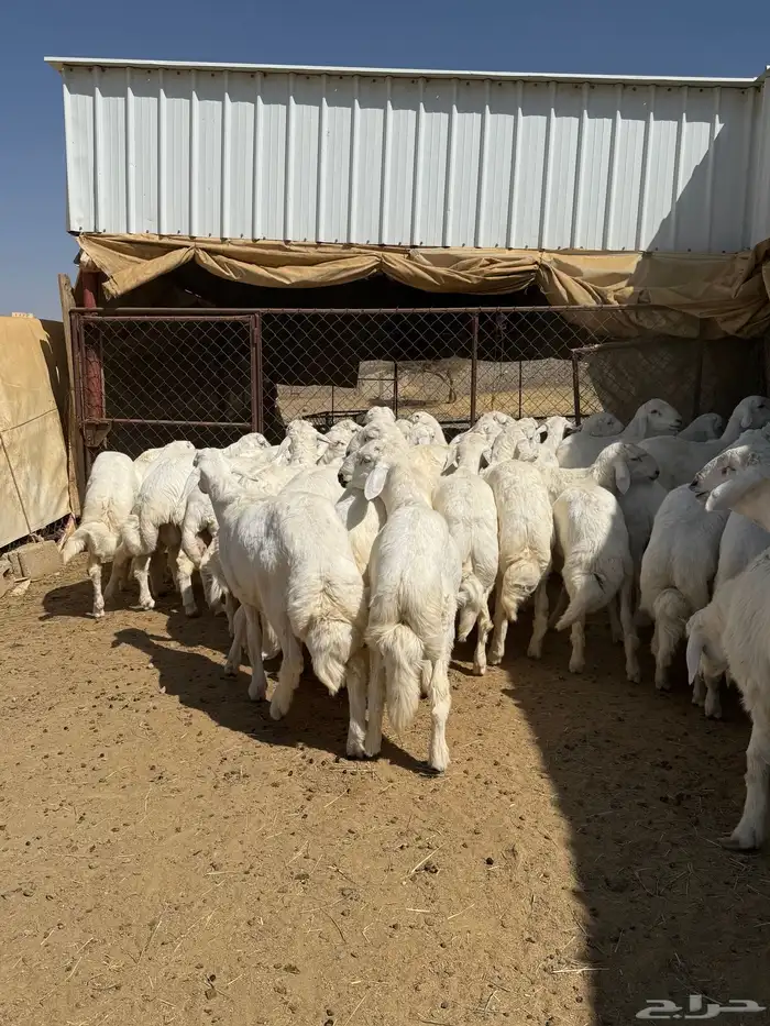 35 خروف شرط مقفله شحم وطرف وجنب 7
