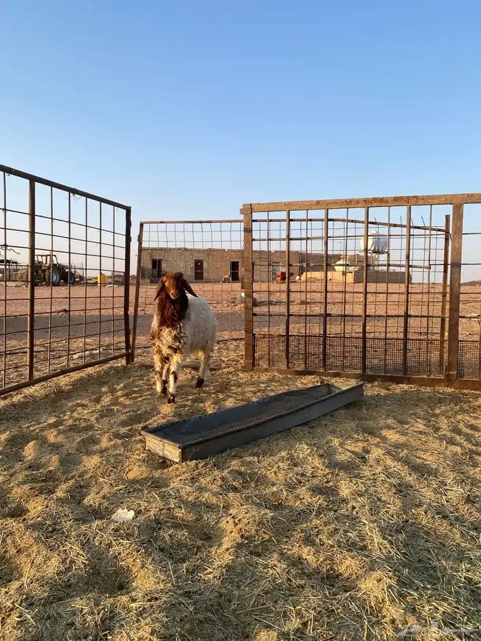 خروف نعيمي 1