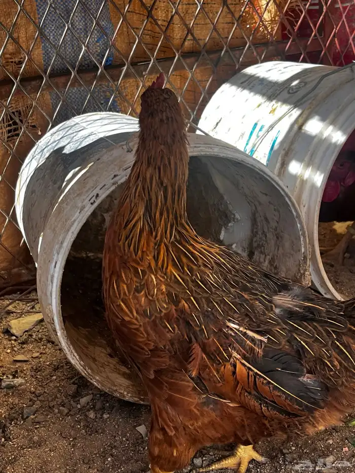 سلام عليكم نعرض لكم اليوم ثالث دجاج وديك ماشالله تبارك الله 0