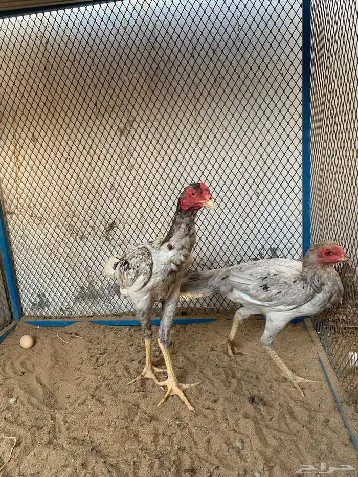 ديك ودجاجه 2