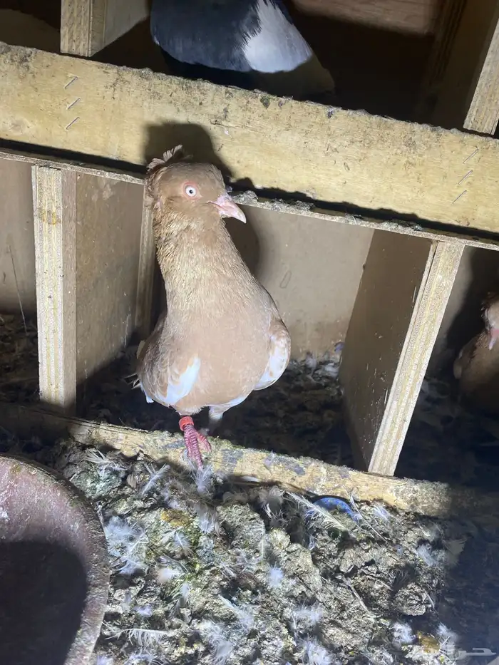 ذكر الله طيب جوزين فروخ جوز كنق مستوى طيب و جوز عسلي طيب 9