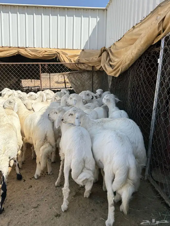 35 خروف شرط مقفله شحم وطرف وجنب 1