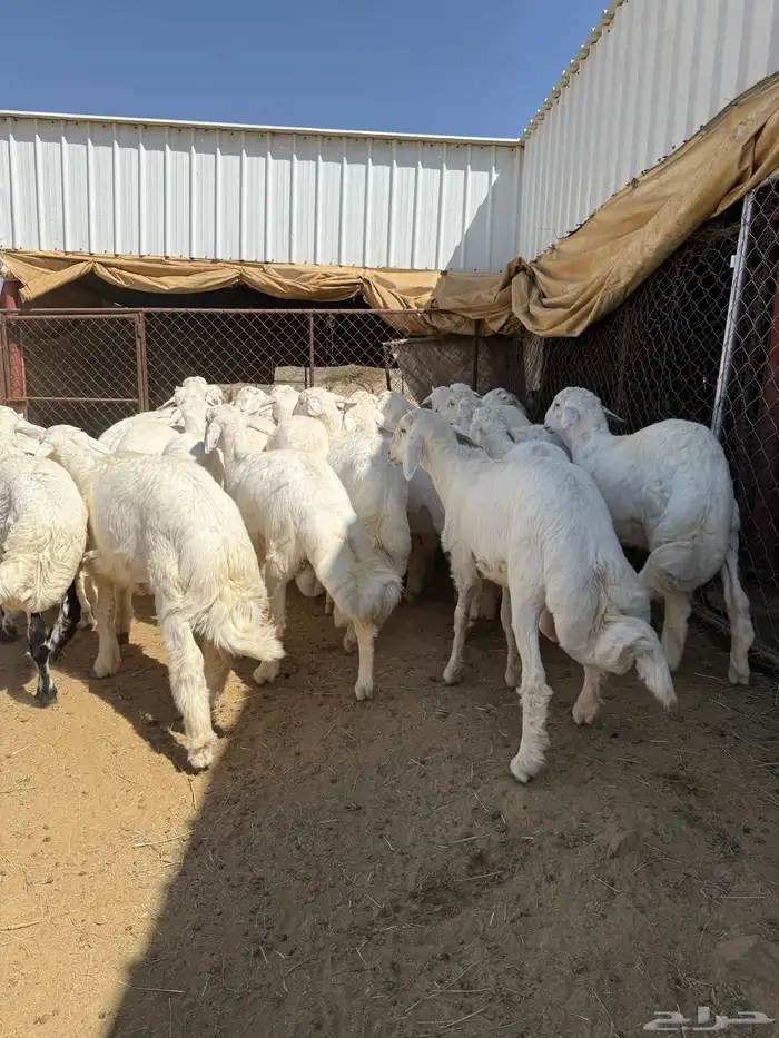 35 خروف شرط مقفله شحم وطرف وجنب 14