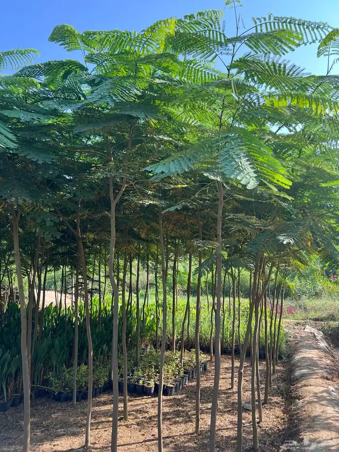 مشتل مؤسسة ميم للتشجير 8