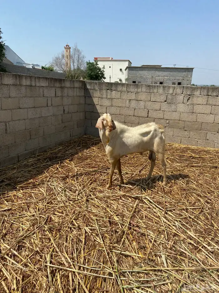 تيس فحل هجين هولندي مع بلدي 2