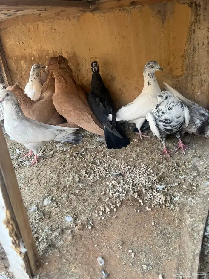 جمله حمام 3