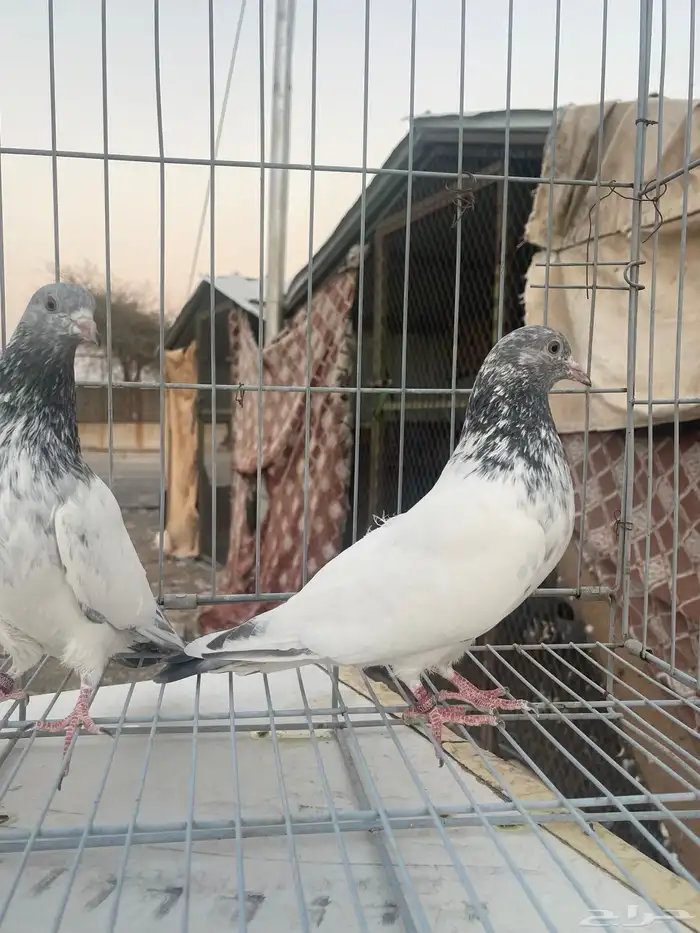 حمام باكستاني قولدن 14