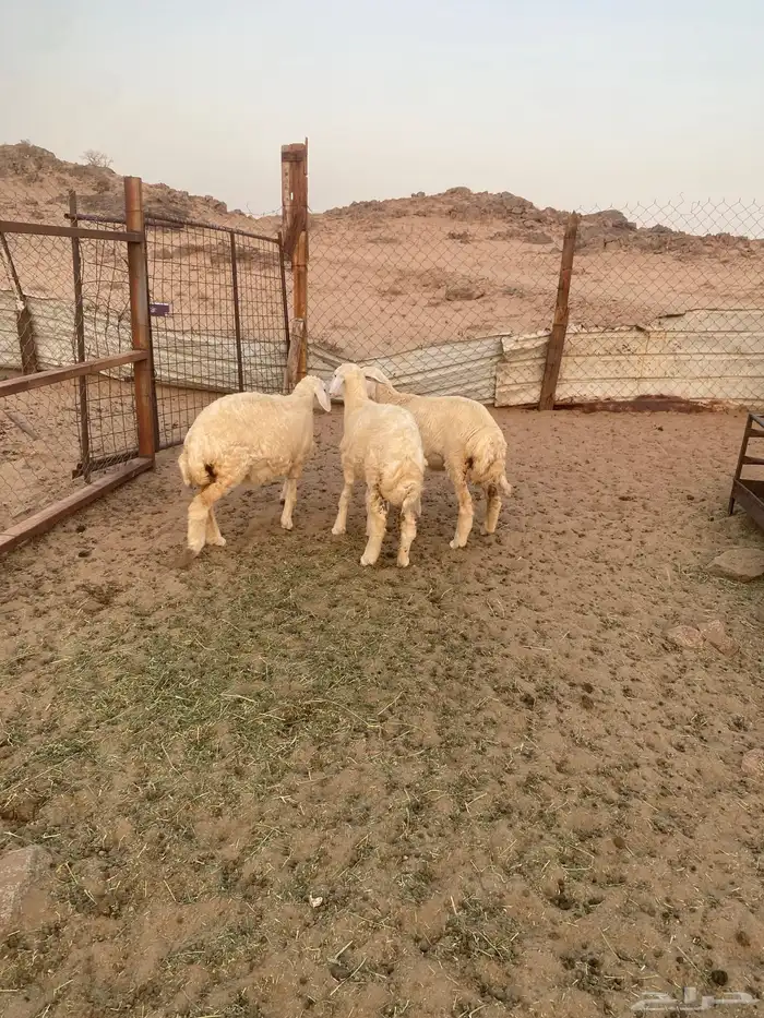 رخال حريه ( تمم البيع ) 3