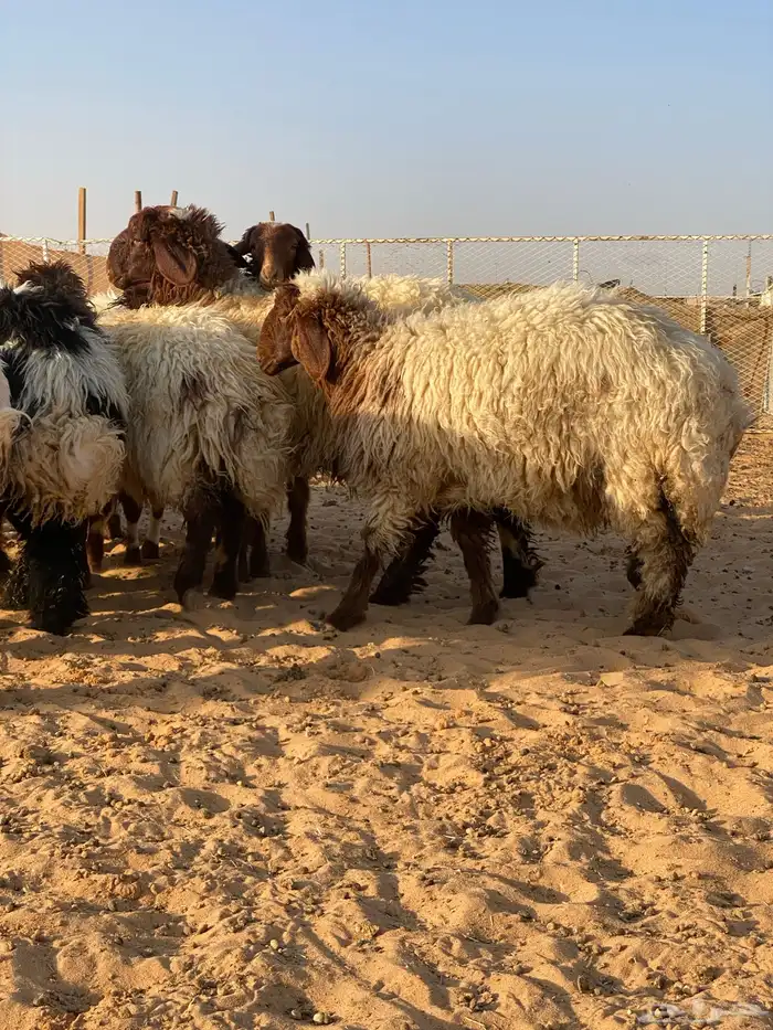 متوفر ذبايح نعيم ( تابي تمارا ) 17