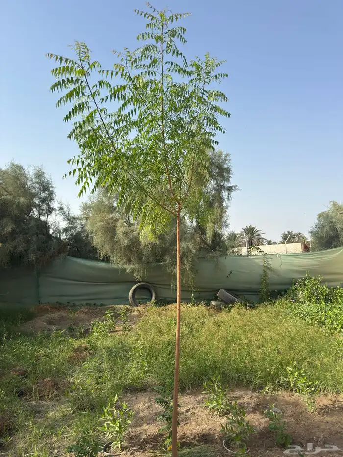 الأشجار 0