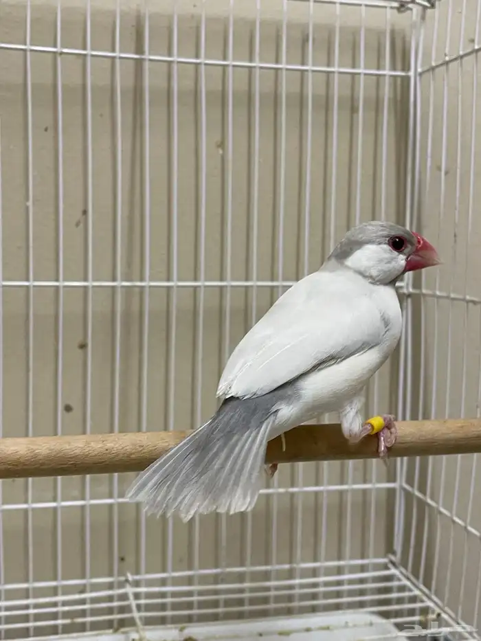 ذكر جاوا طفرة (تم البيع ) 3