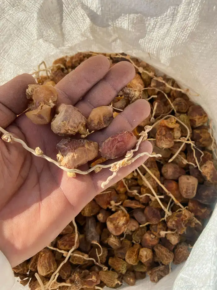 تمر علف 2