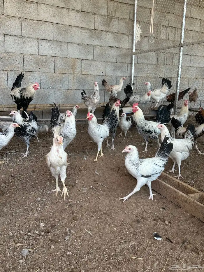 دجاج شوكي 1