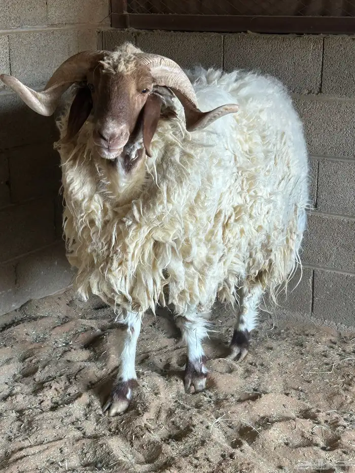 صح النعيمي كويس ممتاز جدا 0