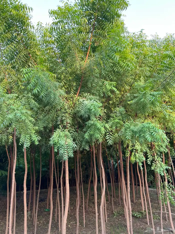 مشتل مؤسسة ميم للتشجير 11