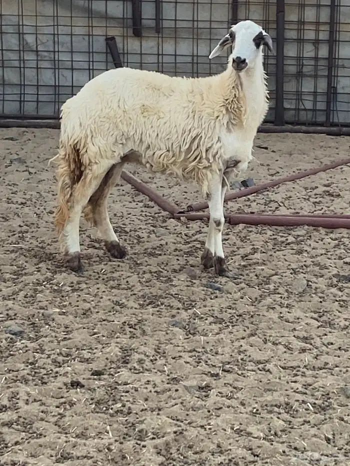 رخل جذعه هجين بين الحري والسواكن فاخره جبر وارتفاع 4