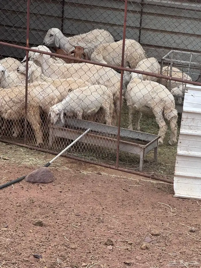 ضان ومعزاء ولاد عدد 28 الضان والمعزاء 17اسنانها صغار 0