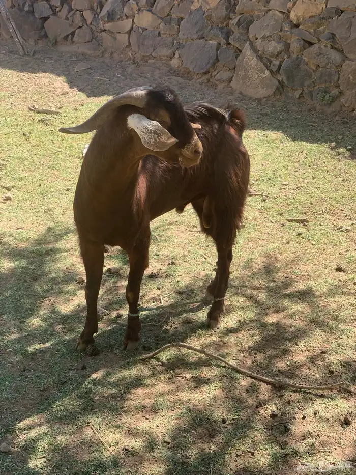 تيس ثني فحل احص 0