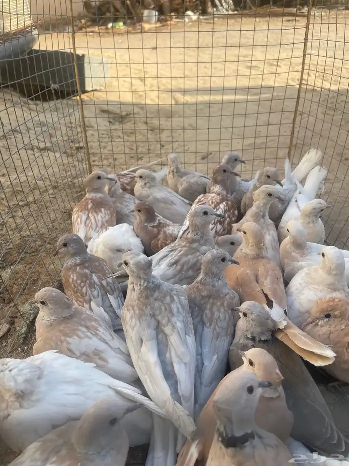 حمام ياكريم 1