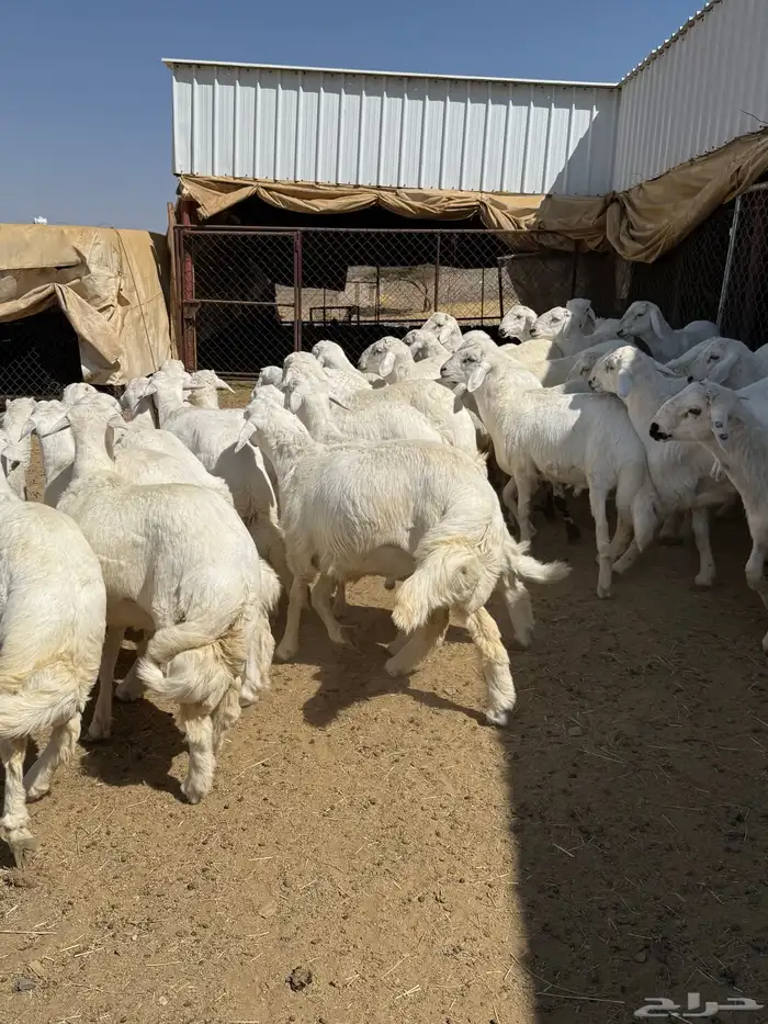 35 خروف شرط مقفله شحم وطرف وجنب 18