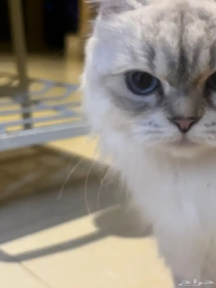 تبني انثى شرازيه 1