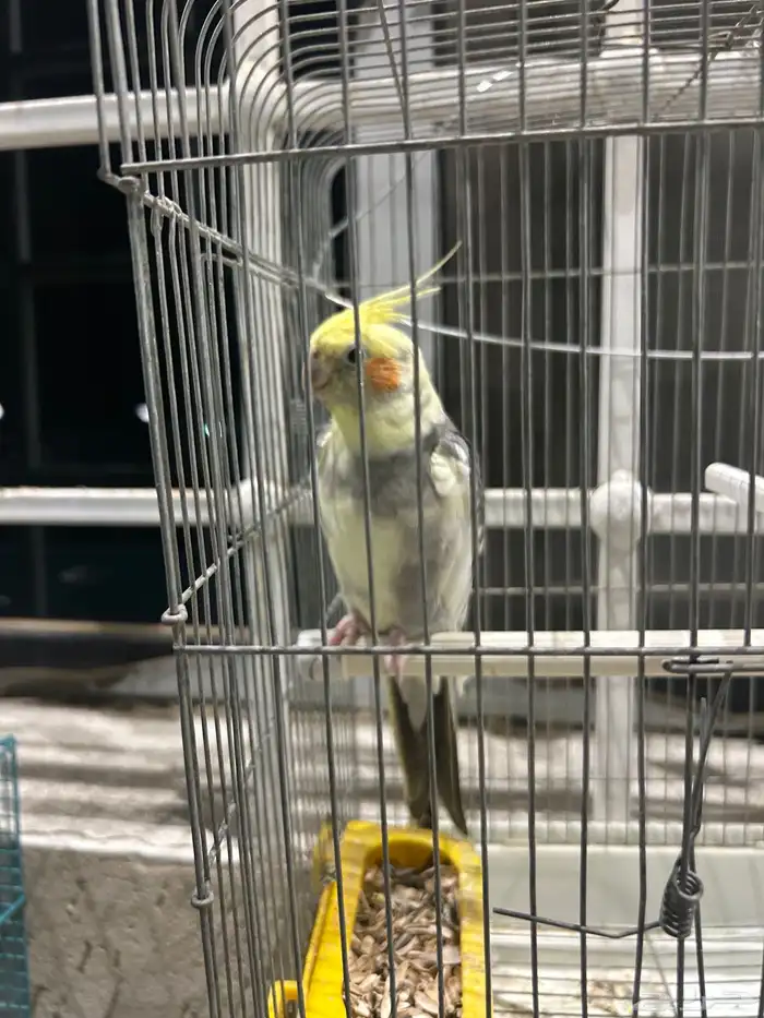 طيور للبيع زوج باجي وذكر كروان ذكر يغرد تغريد جميل 5