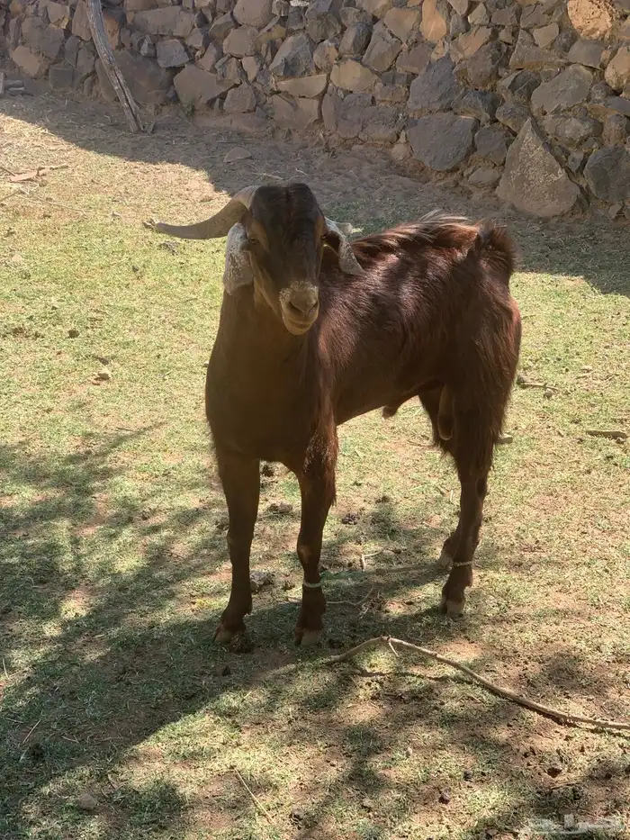 تيس ثني فحل احص 1