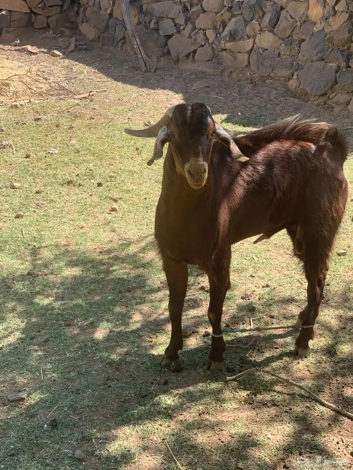 تيس ثني فحل احص 2