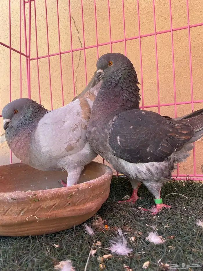 ازوج حمام للبيع 1