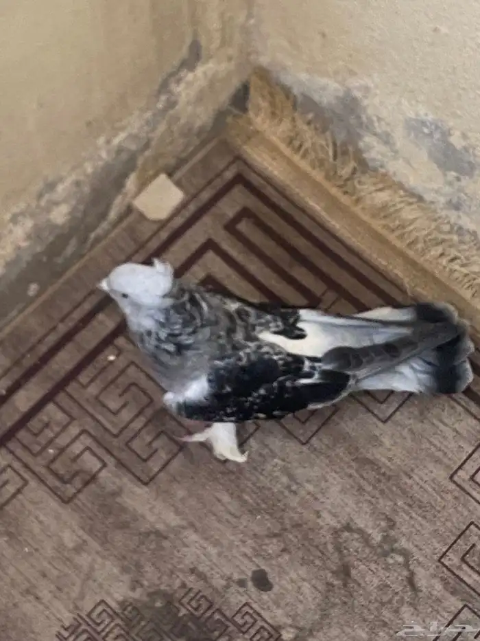 ذكر ثلجي 1
