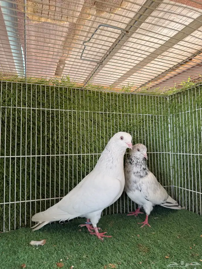 زوج قولدن 7