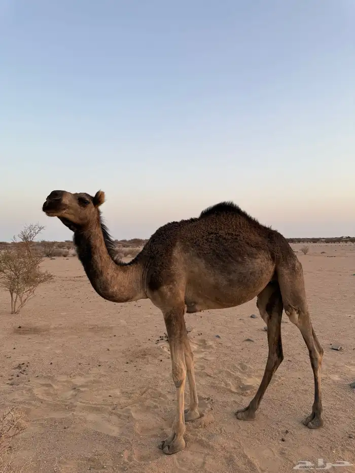 بكره سنها لقيه ضروب 0