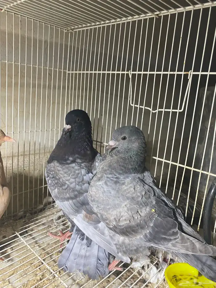 ذكر الله طيب جوزين فروخ جوز كنق مستوى طيب و جوز عسلي طيب 5