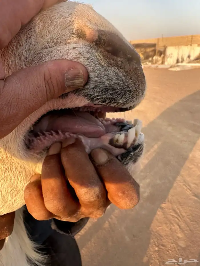 فحل نجدي مشروط 1