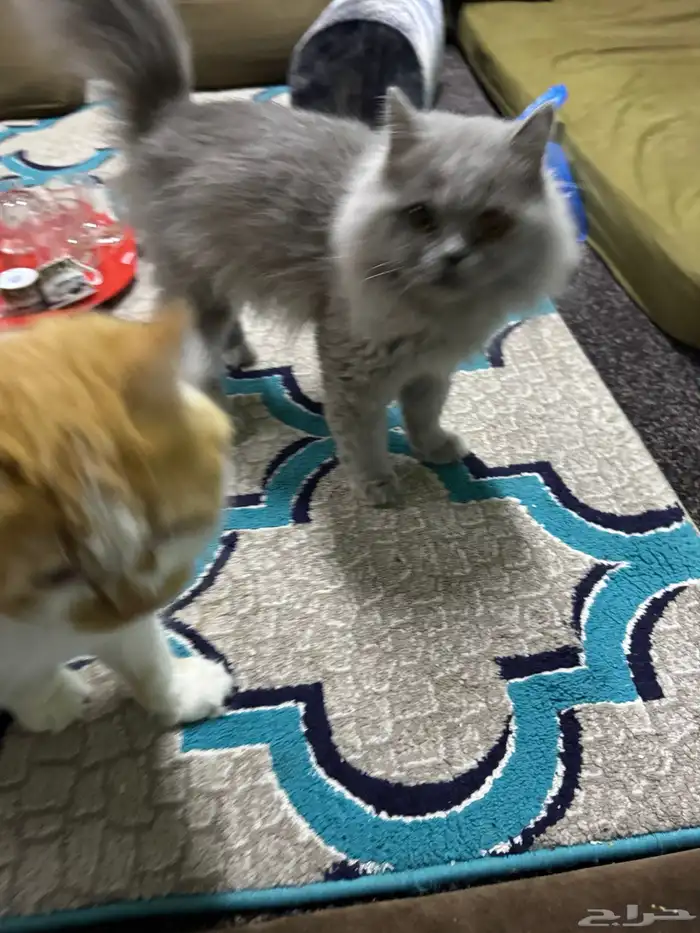 قطط 2
