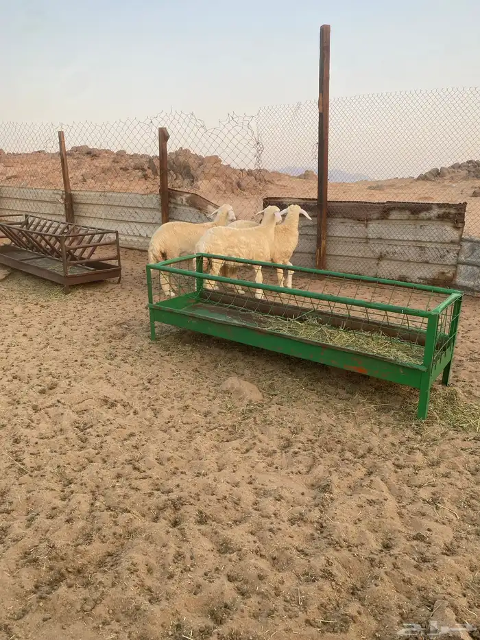 رخال حريه ( تمم البيع ) 4