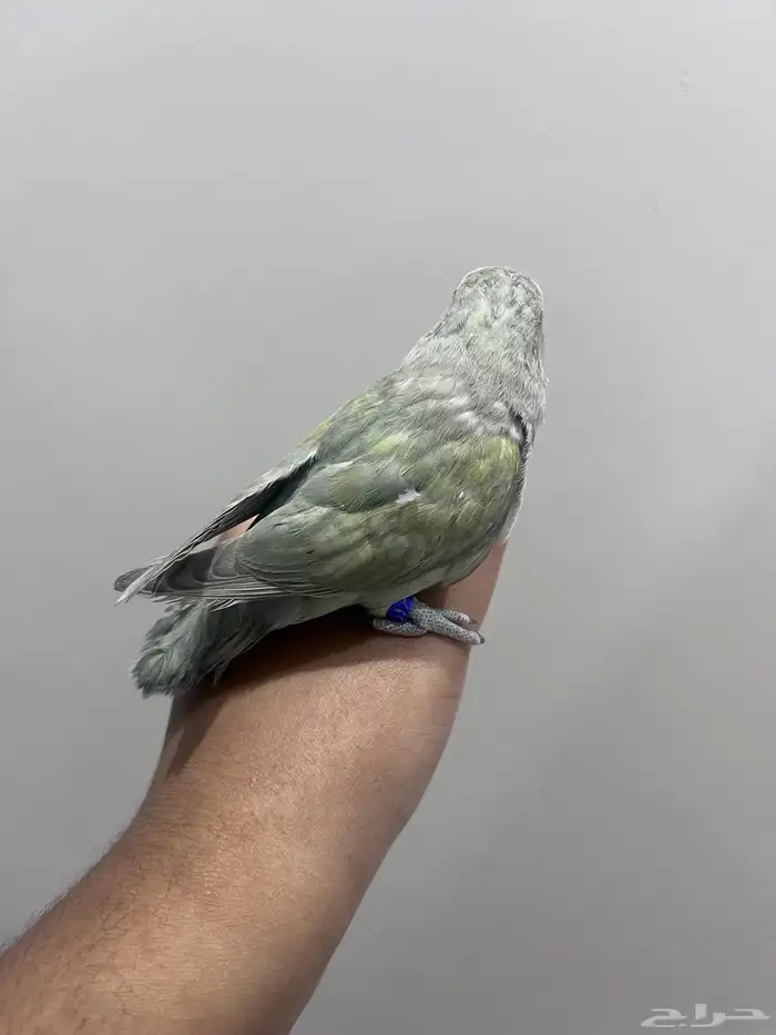 روز اليف لون مميز 2