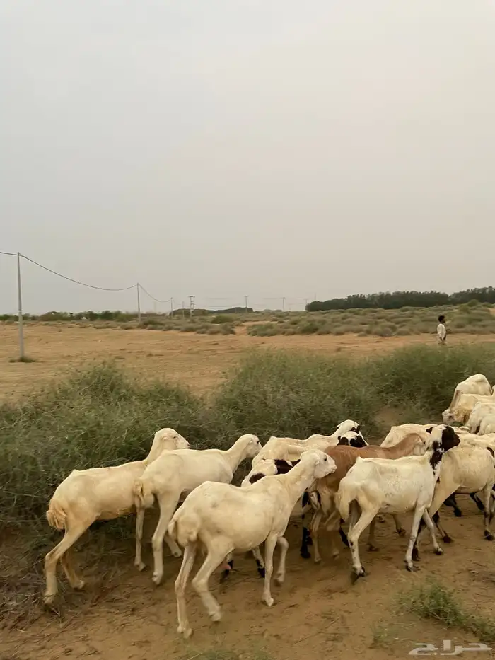 غنم سالم كل العيوب 1