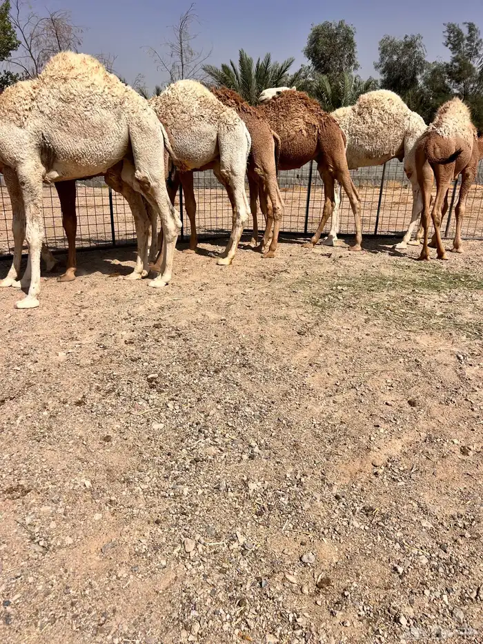 حيران فاخره 0