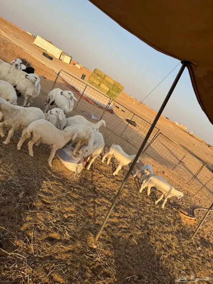 غنم حري 0