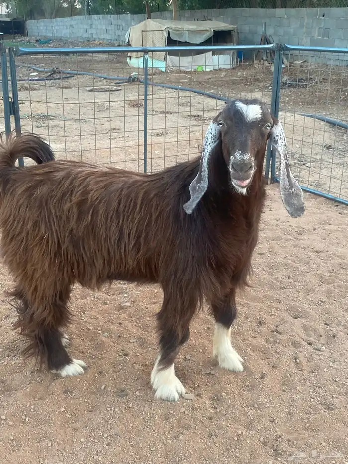 فحل معزا تيس مصري شق ثلاثة فاخر(تم البيع) 9