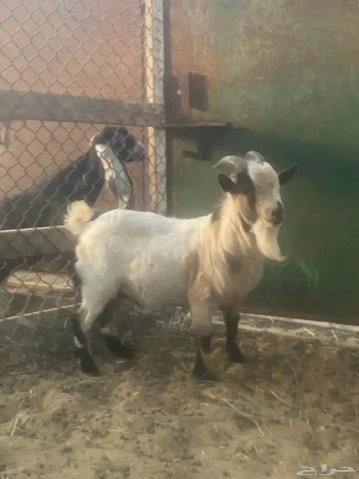 ماعز قزم اثنين للبيع فحل 4