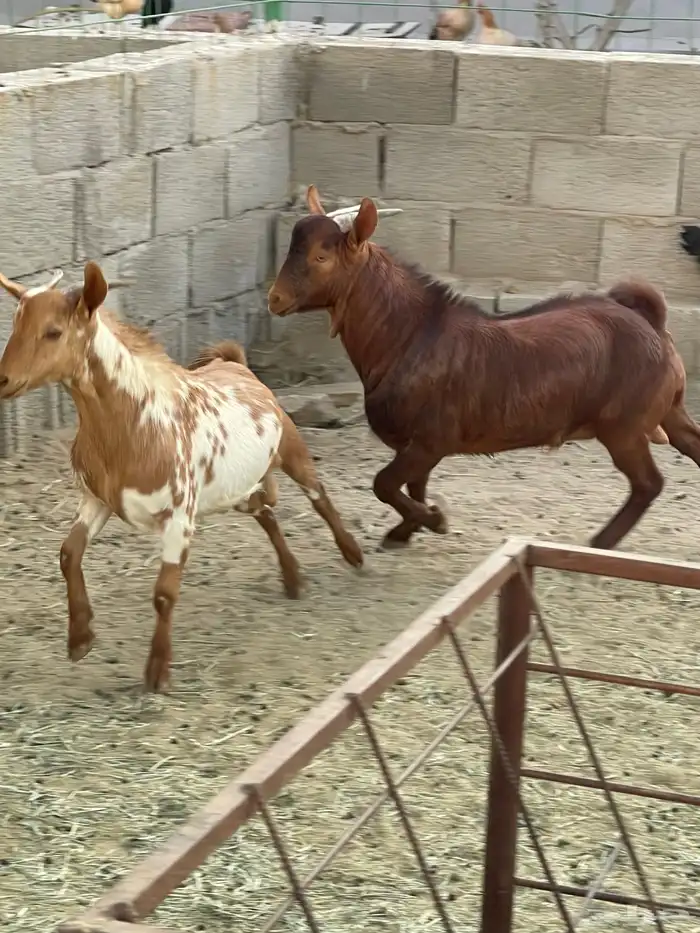 تيس   تيوس فاخر من الاخر لحم وشحم 7