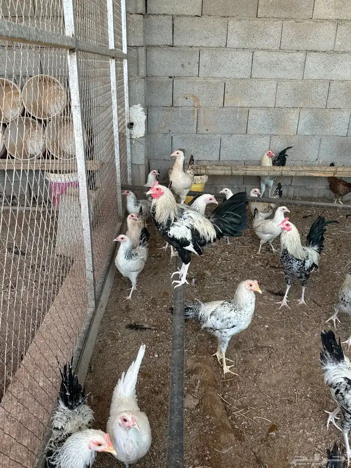دجاج شوكي 4