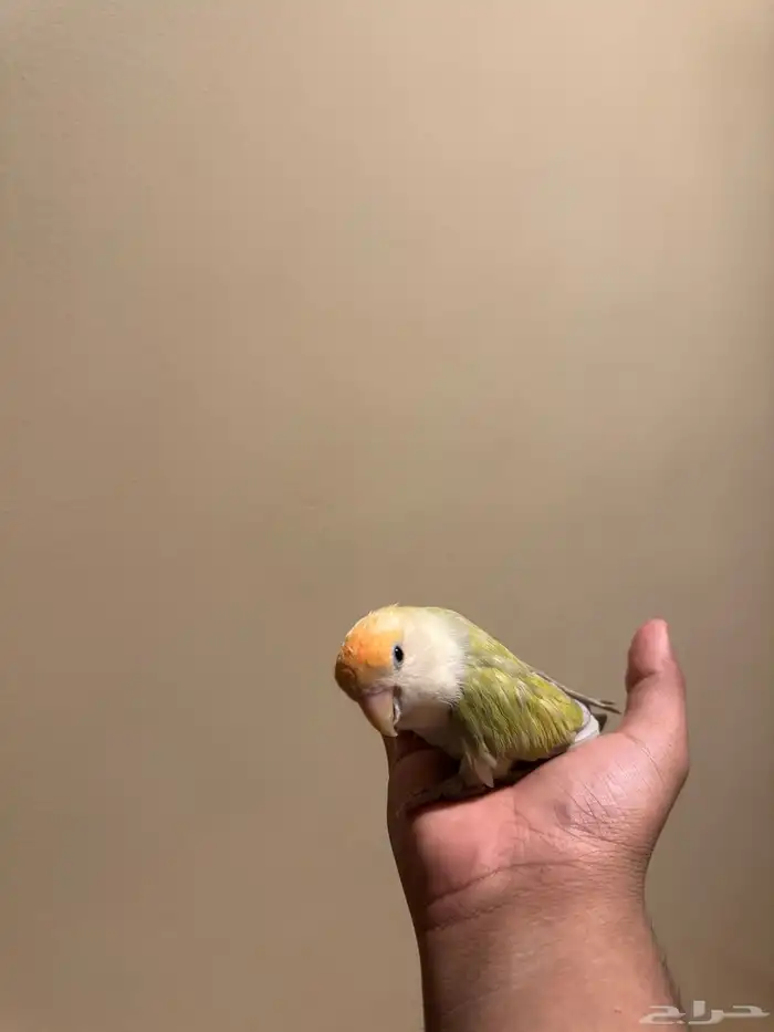 انثى الليفه منتجه 6