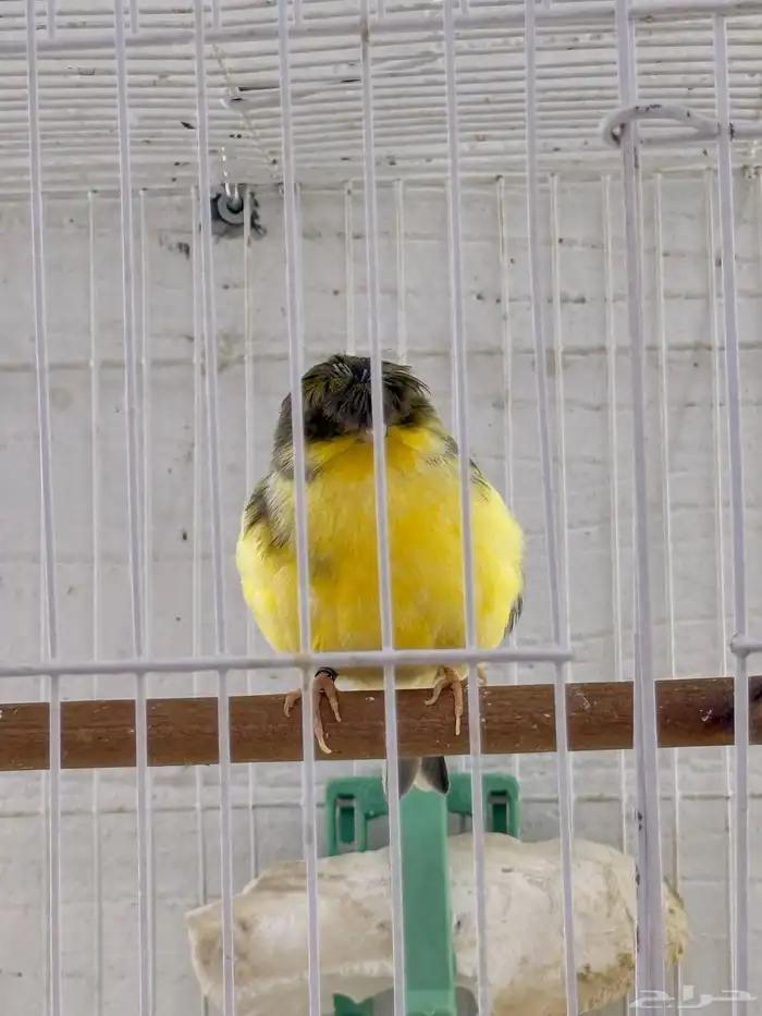 جوز كناري جلوستر 3