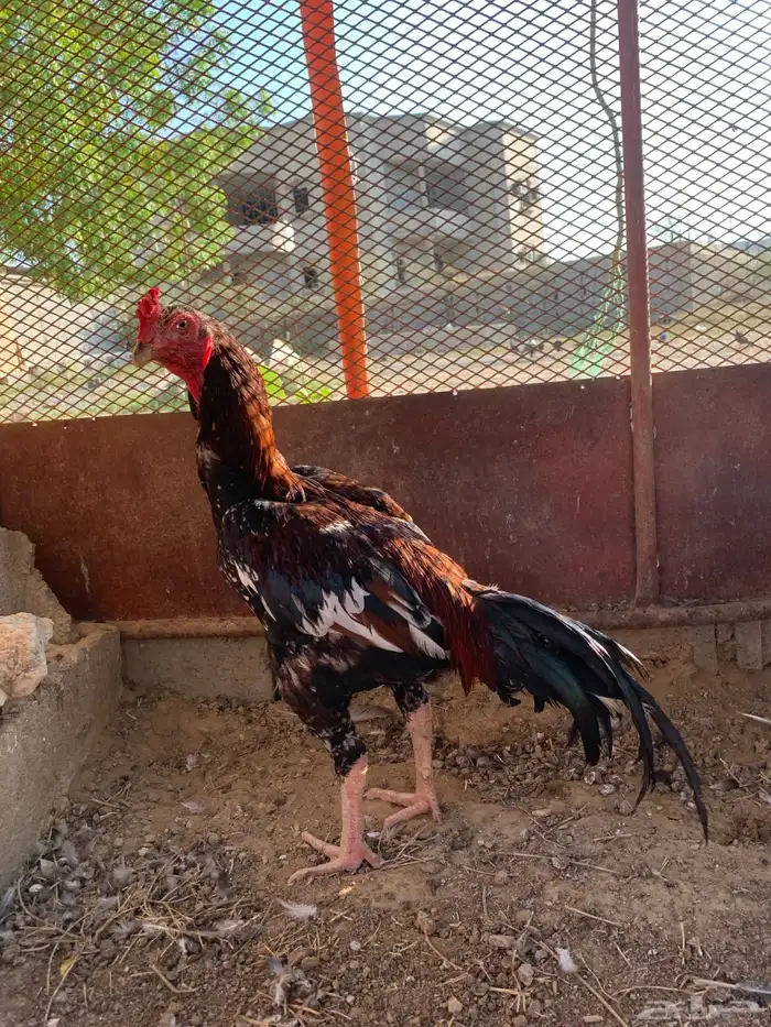 دجاج سندي 13