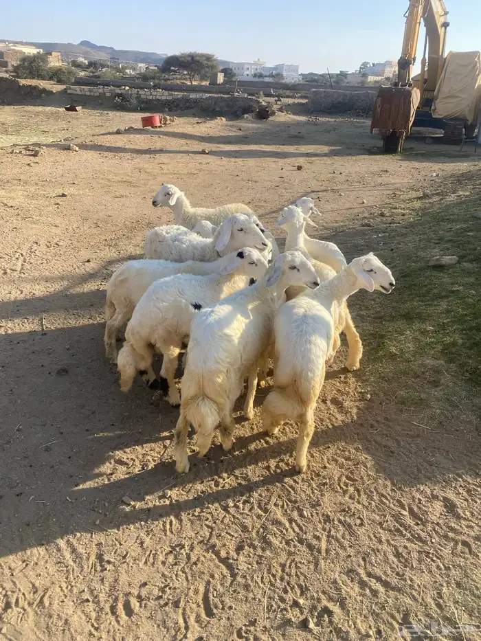 للبيع خرفان ورخال 0